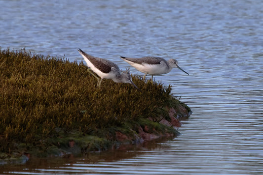 WWT Castle Espie Wetland Centre in County Down ready to welcome visitors back