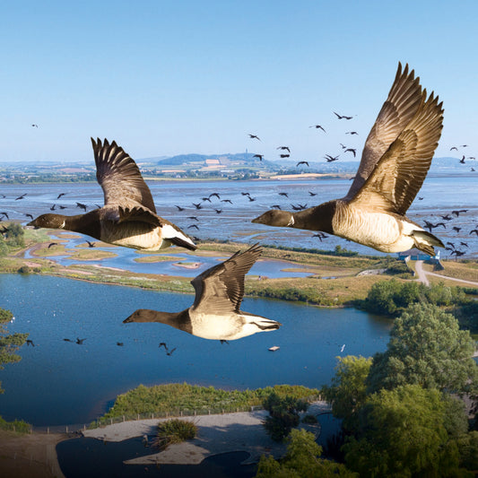 Discover Ards and North Down on a guided walking tour
