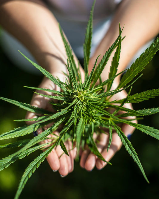 The Wellness Edit: New organic CBD oil launches in Ireland