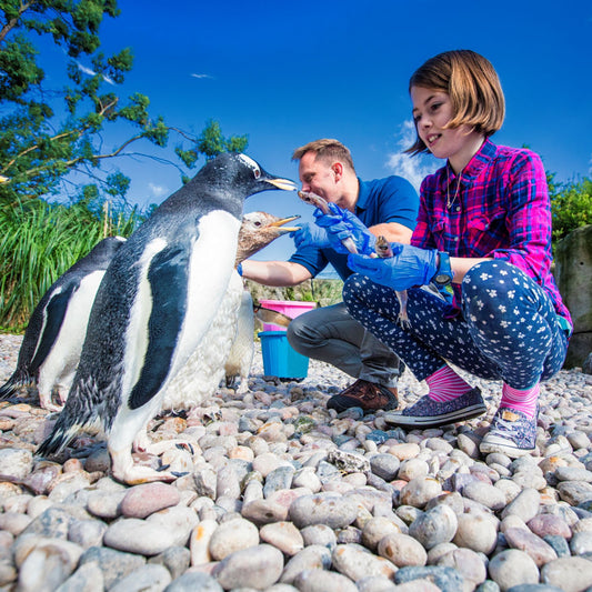 The ultimate guide to wildlife spotting in Northern Ireland