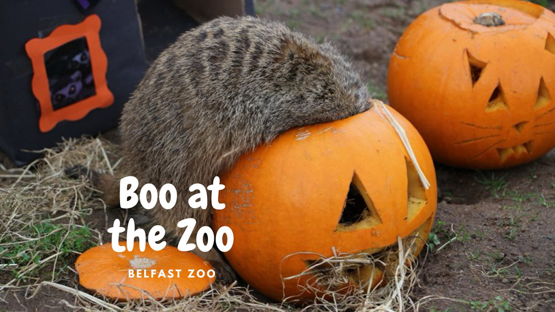 Pumpkin at Belfast Zoo