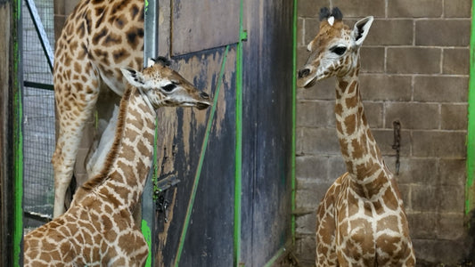 Belfast Zoo to host sensory events in September.