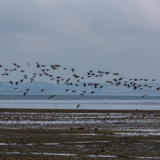 The Big Brent Weekend at Castle Espie