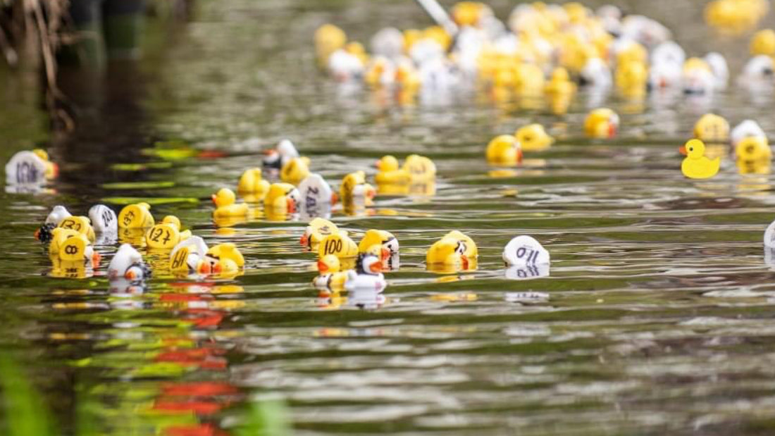 Duck Race at the Hollow