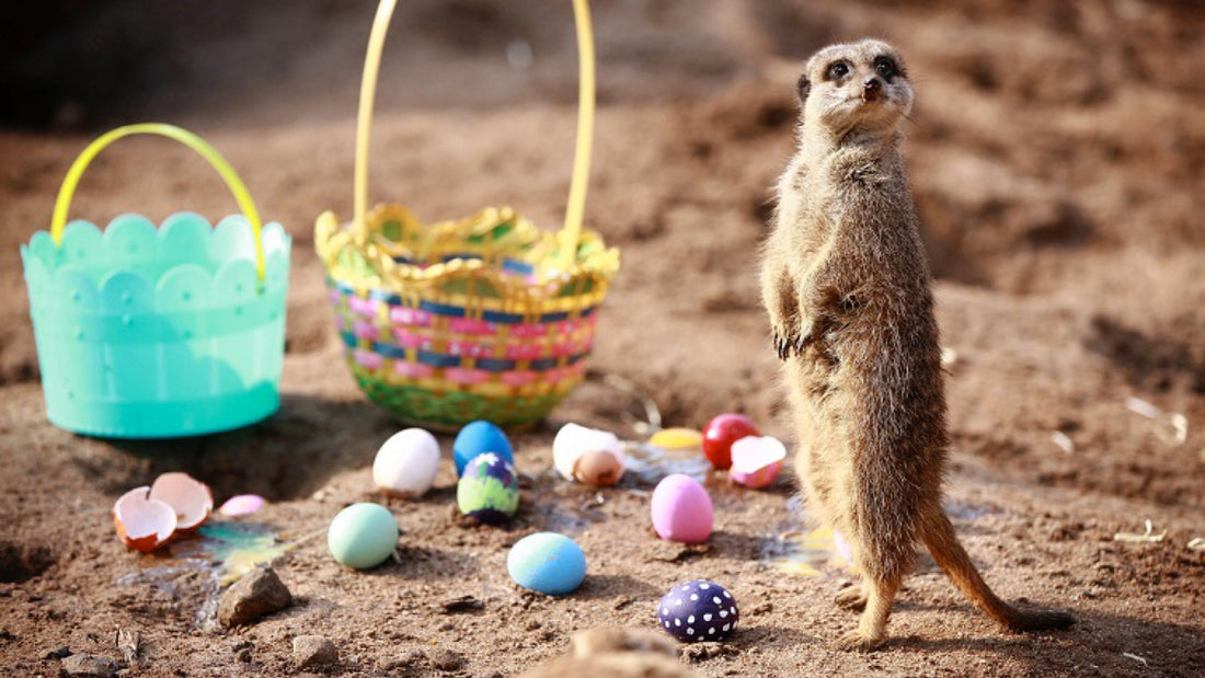 Easter at Belfast Zoo