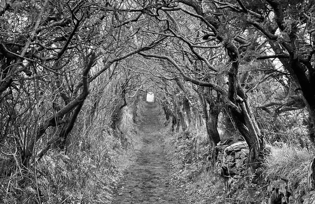 Fairy tunnel at Ballynoe