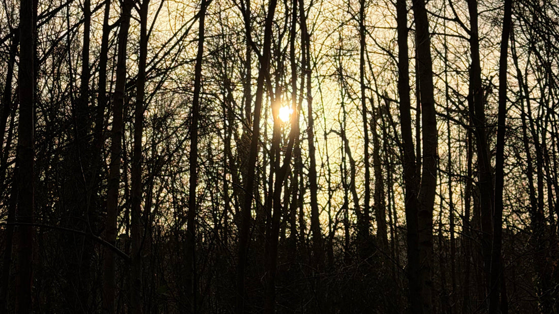 Reclaiming Rest, Rhythm, and Renewal