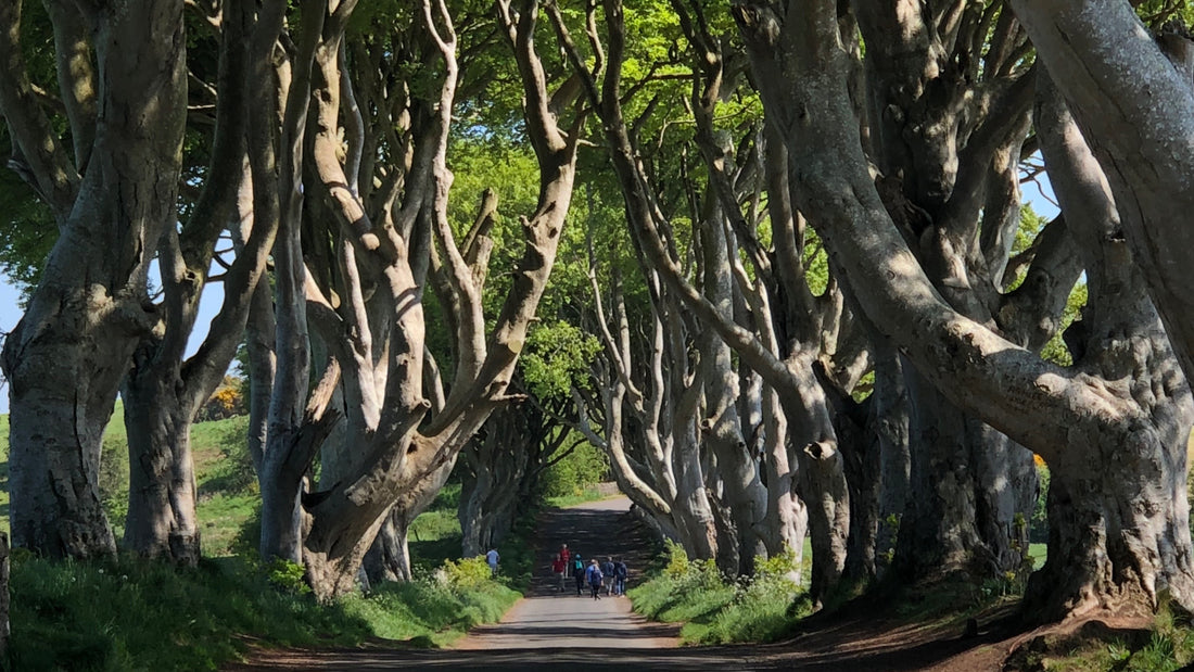 An A-Z of NI: D for Dark Hedges