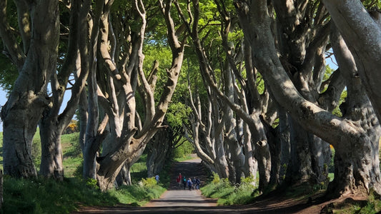 An A-Z of NI: D for Dark Hedges