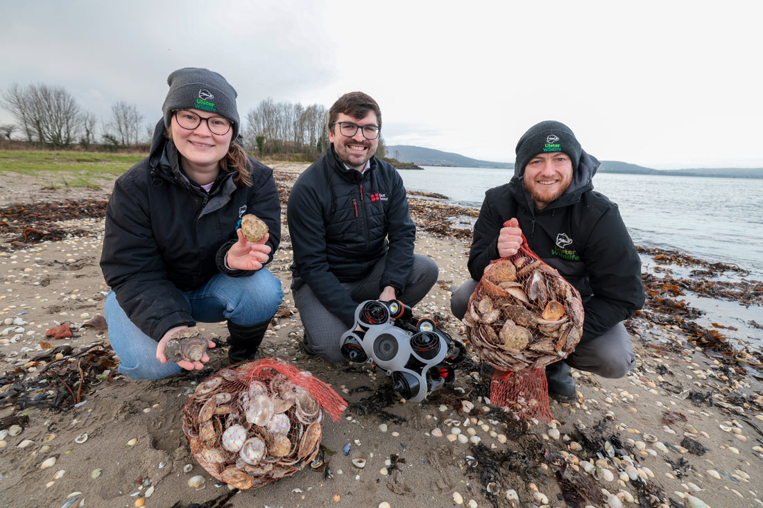 Wellbeing Beneath the Waves: Native Oysters Return to Belfast Lough, Reviving Nature and Sea Health
